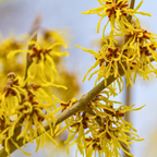 10 Pcs American Witch Hazel Seeds for Planting Outdoors, Adaptable Cold-Hardy Shrubs, Grow Robust, Low Maintenance Yellow Winter Blooming Plants