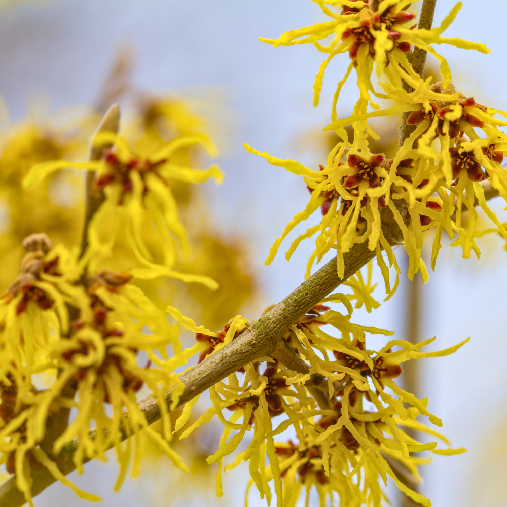 10 Pcs American Witch Hazel Seeds for Planting Outdoors, Adaptable Cold-Hardy Shrubs, Grow Robust, Low Maintenance Yellow Winter Blooming Plants