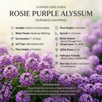 3000 Alyssum Seeds, High Germination Rosie Purple Mix for Planting, Low Maintenance Trailing Flowers for Sunlit Yard Borders