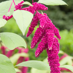 600 Pcs Love Lies Bleeding Seeds, Heirloom Amaranthus Caudatus for Planting, Fast-Growing Plants for Bright Sunlit Gardens