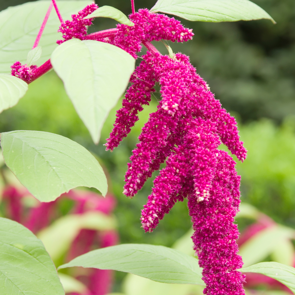 600 Pcs Love Lies Bleeding Seeds, Heirloom Amaranthus Caudatus for Planting, Fast-Growing Plants for Bright Sunlit Gardens