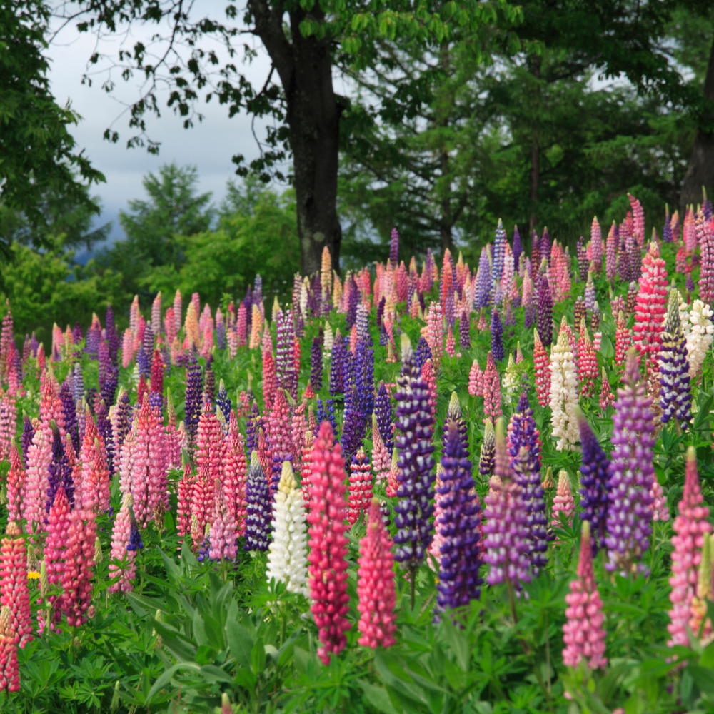 100 Pcs Rainbow Lupine Mix Seeds for Planting, Cold-Hardy Non-GMO Floral Blooms for Patios, turdy Tall Stems with Striking Mixed Colors