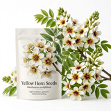15 Pcs Yellowhorn Seeds for Planting, Stunning Drought-Tolerant Non-GMO Floral Blooms for Outdoor Gardens, Sturdy Growth