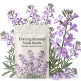 7500 Pcs Evening Stock Seeds, Non-GMO Heirloom Flowers for Balconies, Vigorous Growth Delivering Spectacular Sweet Fragrance