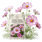120 Pcs Cosmos Candystripe Flower Seeds, Vigorous Heirloom Floral for Planting, Fast-Growing Plants for Bright Sunlit Gardens