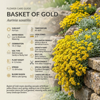 200 Pcs Basket of Gold Flower Seeds for Planting Outdoors, Adaptable Cold-Hardy Ground Cover, Easy to Care Yellow Perennials for Walls & Walkways