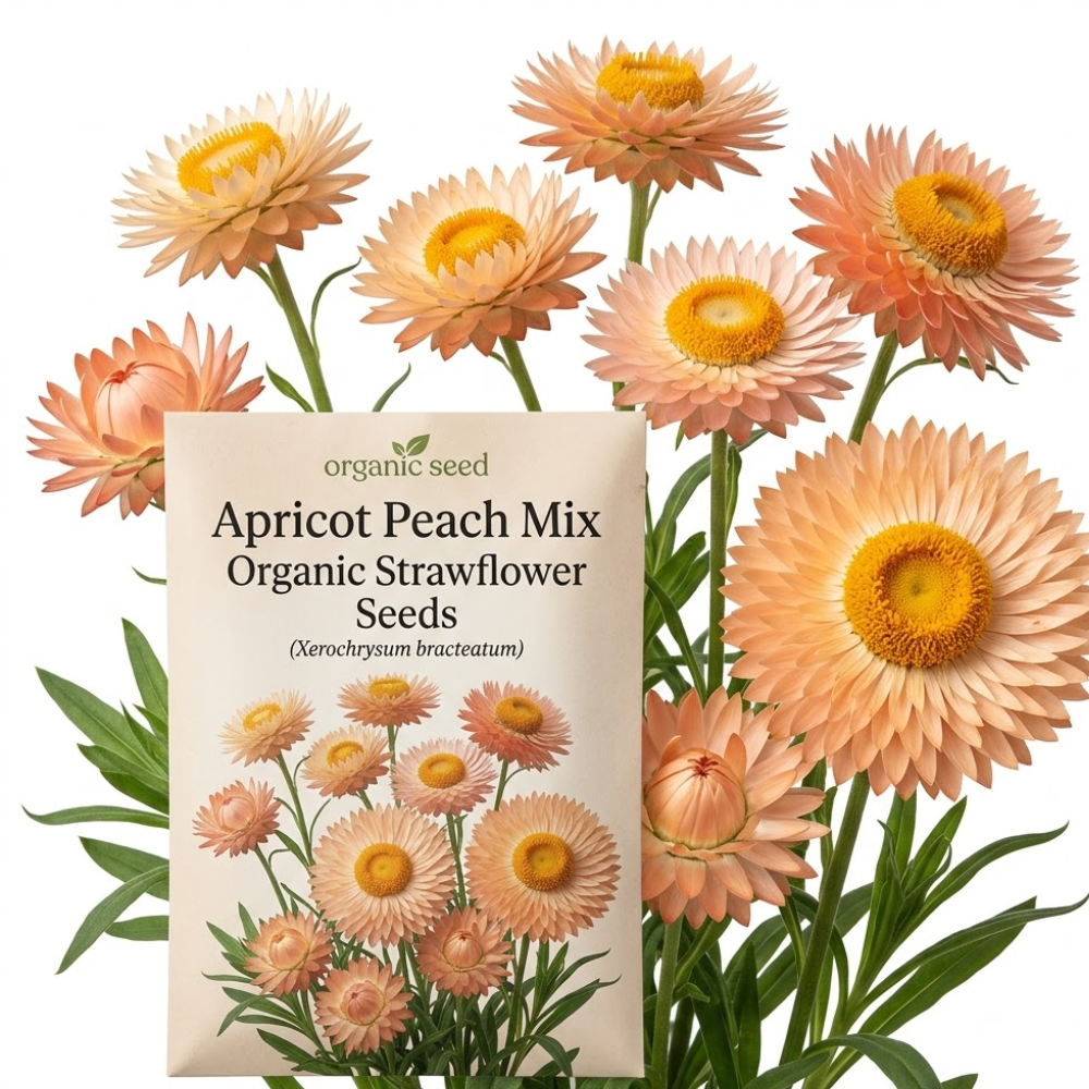 50 Pcs Organic Apricot Peach Strawflower Seeds for Planting Outdoors, Grow Robust, Easy to Care Papery Blooms for Yard Borders