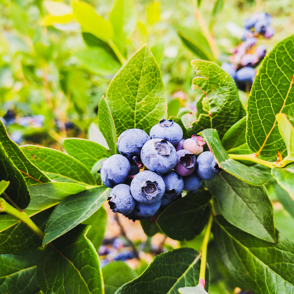 Huckleberry Plant in Pot - Small Size, Non GMO, Low Maintenance Native Edible Berry Shrub, Robust Well-Rooted Fruit Plants, Ideal for Backyard, Gardens and Borders