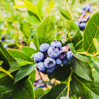Huckleberry Plant in Pot - Small Size, Non GMO, Low Maintenance Native Edible Berry Shrub, Robust Well-Rooted Fruit Plants, Ideal for Backyard, Gardens and Borders