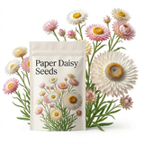 1500 Pcs Paper Daisy Seeds for Outdoors, Non-GMO Heirloom Flowers for Patios, Easy to Care Outdoor Yard Decor