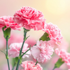 200 Pcs Carnation Seeds, Heirloom Chabaud Carnation Double Blooms, Sturdy Cold-Hardy Plants for Captivating Landscapes