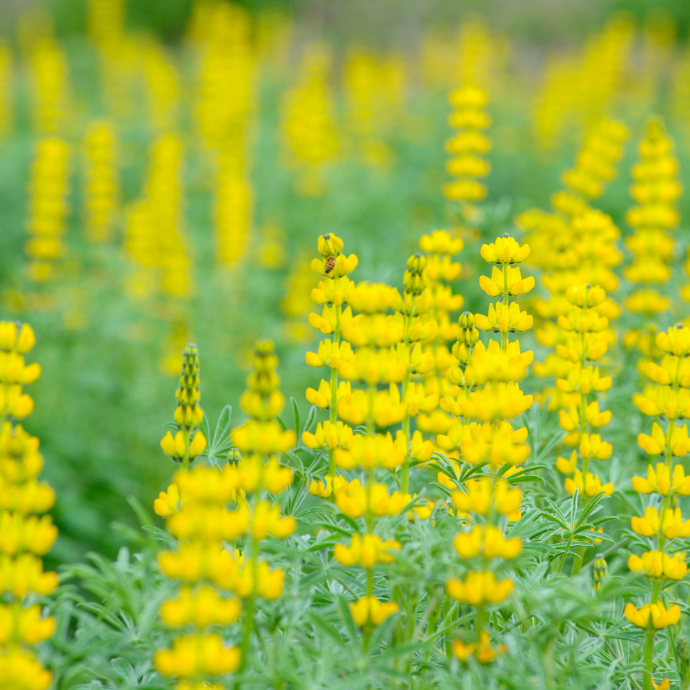 100 Pcs Yellow Lupine Seeds for Outdoors, Heirloom Lupinus Luteus for Planting, Sturdy Drought-Tolerant Plants for Spring Landscapes