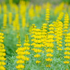 100 Pcs Yellow Lupine Seeds for Outdoors, Heirloom Lupinus Luteus for Planting, Sturdy Drought-Tolerant Plants for Spring Landscapes