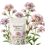 900 Pcs Pink Rock Soapwort Flower Seeds, Cold-Hardy Perennial Plants, Grow Robust Pink Blooms for Ground Cover