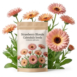 75 Pcs Strawberry Blonde Calendula Seeds, Vigorous, Cold-Hardy Plants, Grow Robust Pastel Blooms for Edging, Raised Beds