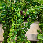 Hoya Hindu Rope Plant Live, 4 Inch Pot, Potted Crinkle Leaf Wax Plant, Unique Curly Indoor Vine for Home and Office Décor
