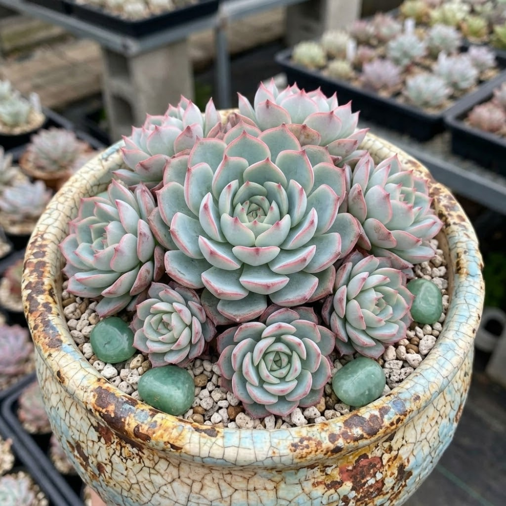 Echeveria Minima Live Succulent in 2 Inch Potted, Plant for Home Office, Wedding Hanging Decoration & DIY Projects