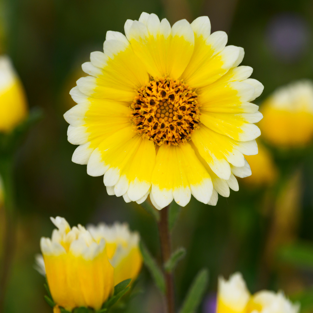 300 Pcs Tidy Tips Seeds, Non-GMO Heirloom Flowers for Patios, Vigorous Growth Delivering Spectacular White-Tipped Petals, Low Maintenance Displays
