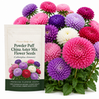 600 Pcs Mixed Powder Puff Asters Seeds, Grow Robust Fluffy Blooms for Edging, Bouquets & Outdoor Landscapes