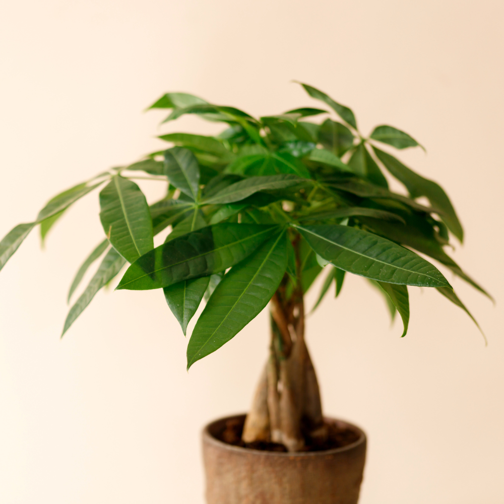 Money Tree, 4 Inch Pot Size, Potted Indoor Plant, Low Maintenance Decorative Tree for Bright Indirect Light