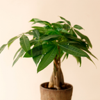Money Tree, 4 Inch Pot Size, Potted Indoor Plant, Low Maintenance Decorative Tree for Bright Indirect Light