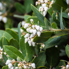Salal Live Plants, 4 Inch Tall Bare Root Seedlings, Gaultheria Shallon Native Evergreen Shrub, Edible Berry Plant for Landscapes