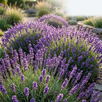 2 Pack English Lavender Seeds for Planting Outdoor (400 Seeds), High Germination Herb Seeds, Robust Low Maintenance Aromatic Flowers for Garden Borders