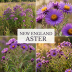 600 Pcs New England Aster Seeds, Heirloom Fall Blooming Flowers for Planting, Fast-Growing Perennial Plants for Bright Sunlit Gardens