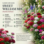 500 Pcs Mixed Sweet William Seeds Perennial for Outdoors, Adaptable Heirloom Bi-Color Blooms, Cold-Hardy Dianthus Plants for Landscapes