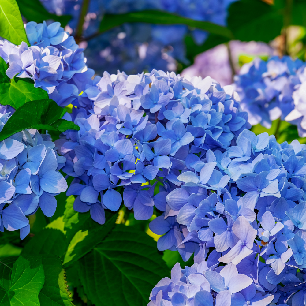 Nikko Blue Hydrangea Shrub Live Plant | Gallon Size Pot | Low Maintenance Flowering Deciduous Plant