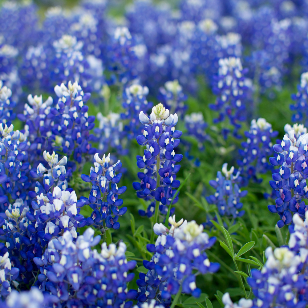100 Pcs Texas Bluebonnet Seeds, Heirloom Lupinus Texensis for Planting, Fast-Growing Wildflowers for Bright Sunlit Gardens