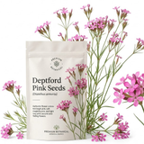 300 Pcs Deptford Pink Seeds for Outdoors, Adaptable Heirloom Dianthus Armeria Wildflower, Low Maintenance Meadow Displays