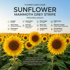 30 Mammoth Sunflower Seeds, High Germination Grey Stripe Seeds for Planting, Low Maintenance Giant Yellow Flowers for Outdoor Gardens