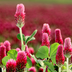 2000 Pcs Crimson Clover Seeds, Heirloom Red Flower Cover Crop for Planting, Fast-Growing Plants for Bright Sunlit Yards