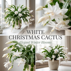 Orange Christmas Cactus Plant, 5-6 Inch Tall, Winter Blooming Succulent Starter for Home Décor, Low Maintenance Plant for Bright Indoor Spaces and Holiday Gifts