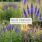 400 Pcs Blue Vervain Seeds, Heirloom Verbena Hastata for Planting, Fast-Growing Native Plants for Bright Sunlit Gardens & Pollinators
