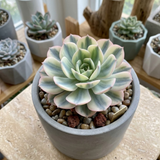 Echeveria Subsessilis Variegated Live Succulent in 4 Inch Pot, Decorative Succulent Plant for Home Office, Wedding Decor and DIY Projects