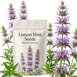 750 Pcs Lemon Mint Seeds for Outdoors, Non-GMO Heirloom Herbs for Patios, Vigorous Growth, Low Maintenance Butterfly Gardens