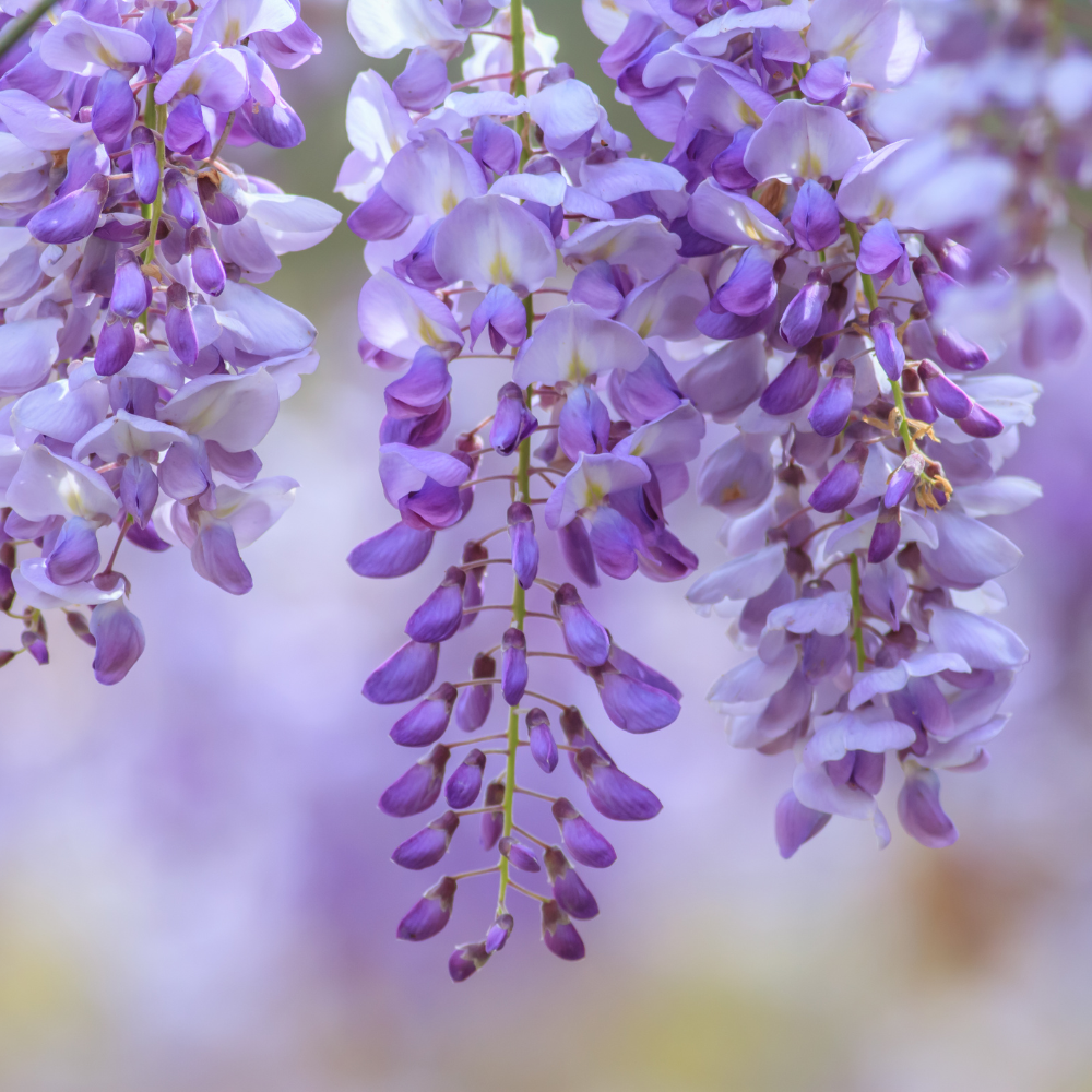 10 Pcs Wisteria Seeds for Planting, Cold-Hardy Non-GMO Floral Vines for Outdoor Gardens, Sturdy Woody Growth