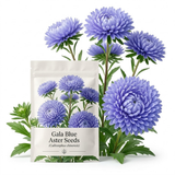 75 Pcs Gala Blue Aster Seeds, Non-GMO Heirloom Flowers for Patios, Vigorous Growth Delivering Spectacular Late Summer Petals