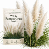 200 White Pampas Grass Seeds, High Germination Ornamental Grass for Planting, Robust Low Maintenance Tall Plumes for Sunlit Landscapes