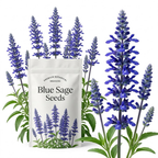 300 Pcs Salvia Seeds Perennial, Blue Sage Seeds, Robust Aromatic Foliage & Bright Blue Flowers, Easy to Care Outdoor Yard Decor