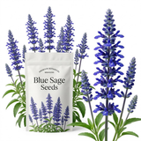 300 Pcs Salvia Seeds Perennial, Blue Sage Seeds, Robust Aromatic Foliage & Bright Blue Flowers, Easy to Care Outdoor Yard Decor
