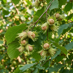 (No Ship to CA,HI,AK) Hazelnut Tree Live Plant, 2-3 Ft Tall in 3 Gallons Pot, Edible Nut Tree for Backyard Planting, Easy to Grow for Beginners