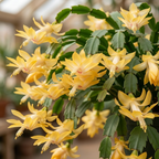 Orange Christmas Cactus Plant, 5-6 Inch Tall, Winter Blooming Succulent Starter for Home Décor, Low Maintenance Plant for Bright Indoor Spaces and Holiday Gifts