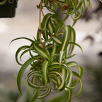 2 Curly Spider Plant Live in 4 Inch Pot, Live Spider Plants Indoor, Air-Purifying, Low Maintenance, Perfect for Home and Office Décor, Easy Care Starter Plants