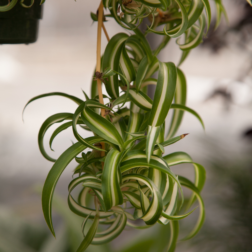 2 Curly Spider Plant Live in 4 Inch Pot, Live Spider Plants Indoor, Air-Purifying, Low Maintenance, Perfect for Home and Office Décor, Easy Care Starter Plants