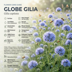 200 Pcs Globe Gilia Flower Seeds, Heirloom Blue-Headed Flowers for Planting, Fast-Growing Plants for Bright Sunlit Gardens