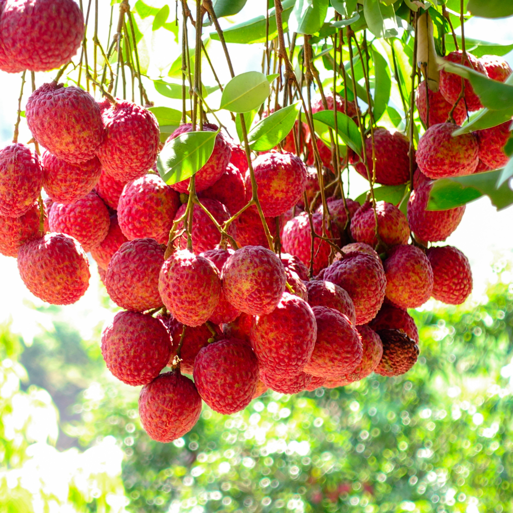 (No Ship to CA,HI,AK) Mauritius Lychee Trees Live Plants | 2.5–3 Ft Live Potted Plant | Compact Sweet Fruit Tree for Patios, Balconies & Backyard Gardens