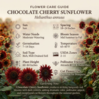 50 Chocolate Cherry Sunflower Seeds, High Germination Mix for Planting, Robust Low Maintenance Dark Velvet Flowers for Sunlit Yard Borders